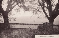 Saint-Cyr-sur-Loire - La Béchellerie - Habitation d'Anatole France - Album Souvenir - 6 - Les tilleuls.