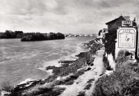 Saint-Cyr-sur-Loire - Bords de Loire - Le Coq.