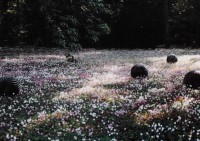 Saint-Cyr-sur-Loire - Les collections du parc de la Perraudière - Delphine Coindet - Pelotes, 1999.